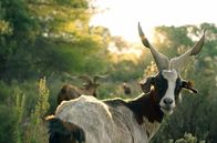 Pakt mit der Natur – Dank der Rove-Ziegen, die sich von Büschen und Pflanzen ernähren, wird die Garrigue gepflegt und die Gefahr von Waldbränden eingedämmt.
