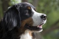 Löwenzähnchen – Hund Keks freut sich auf sein nächstes Abenteuer!
