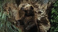 Geborene Jäger – A brown bear standing up on two feet, with its arms extended and its deadly claws sticking out. (Terra Incognita)