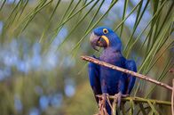 Reich an Wasser – Das Pantanal hat eine unglaubliche Artenvielfalt: Alle hier lebenden Tiere haben sich an den extremen Wechsel der Jahreszeiten angepasst.