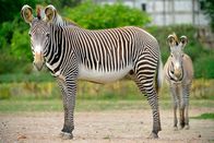 Zoobabies – Ein Grevy-Zebra mit Jungtier im Tierpark Berlin.
