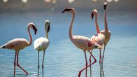 Planet der Liebe – Die Federn eines Flamingos müssen in perfekt gepflegt sein, damit sie einen Partner finden.