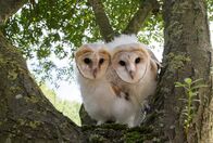 Eulen - Die zauberhaften Räuber – Luna und Lily sitzen im Baum.