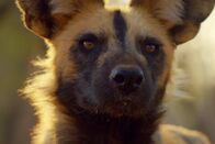 Der Hund - Des Menschen bester Freund – Wildhund