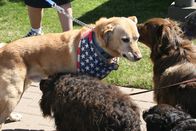 Die Evolution der Hunde – Bucky, owned by Dr. Trey Fondon, meets the dogs of Dr. Gardner - at UT Southwestern. All contributed genes to the allele project of Drs. Fondon & Garner.