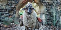 Sheep – Di, 13.10., 03:50 Uhr