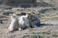 Polarwölfe – Das Rudel hat bewiesen, dass es das Zeug zum Überleben auf Ellesmere Island hat.