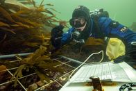 Faszination Wasser – Wie geht es dem Algenwald vor der Küste von Helgoland? Das will der Forschungstaucher und Meeresbiologe Uli Kunz herausfinden.