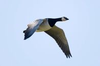 Tierisch abgefahren – Eine Weißwangengans im Flug.