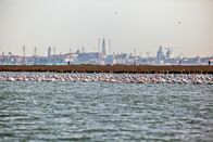 Wildes Venedig – Flamingos - in Venedig.
