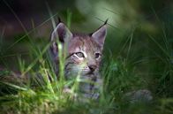 Unsere Wälder – Junge Luchse verstecken sich gern im Unterholz. Dort sind sie vor Feinden gut geschützt.