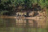Wilde Inseln – Amazon, JaguarLS; JaguarBill Markham