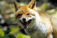 Universum: Der Prinz der Alpen – Fressfeind für ein neugeborenes Hirschkalb ist der Fuchs.