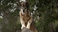 Wolf Town – Wolf