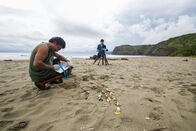 Tatort Strand – Costa Rica - Research Assistant Wilbert Villachica surveying a sea turtle nest with Filipe DeAndrade filming.