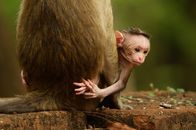 Wilde Tierbabys – Der neugeborene Ceylon-Hutaffe Jazir klammert sich wenige Stunden nach seiner Geburt an seine Mutter, in der alten und verlassenen Hauptstadt von Sri Lanka, Polonnaruwa.