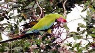 Costa Rica - Regenwald der Österreicher – Universum: "Costa Rica - Der Regenwald der Österreicher", Rund 1,5 Millionen Euro haben die Österreicher für die Rettung eines der artenreichsten Regenwälder gespendet: des Bosque Esquinas im Südosten von Costa Rica. Doch nur die wenigsten haben Gelegenheit, diese Naturschönheit mit eigenen Augen zu bewundern. Das Filmteam führt in die verborgenen Welten des Regenwaldes der Österreicher und zeigt in beeindruckenden Bildern das faszinierende Zusammenspiel von Pflanzen und Tieren und die aufregende tägliche Arbeit der Biologen und Botaniker. Es sind zahlreiche Wunder der Natur, die den Wald zu dem machen, was er ist: eine ungemein komplexe Welt, in der jeder Millimeter bewohnt, bewachsen und genutzt ist.