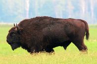 Wildnis Europa – Der Wisent gilt als das größte und schwerste Landsäugetier Europas. Ausgewachsene Bullen erreichen mit bis zu 1.000 Kilo das Gewicht eines Kleinwagens.