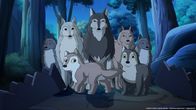 Lassie – Das Wolfsrudel wäre beinahe in die Fallen der bösartigen Rancher getappt.