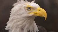 Alaskas Wildtier-Retter – Friar Tuck, a Bald Eagle, at the Alaska Raptor Center. (National Geographic)