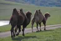 Zoogeflüster – Das Trampeltier, das sich durch seine zwei großen Höcker aus gespeichertem Fett auszeichnet, ist eine der vielen Arten, die in The Wilds zu Hause sind. (National Geographic/Jesse Kennedy)