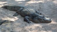 Tierische Freaks – Mo, 12.10., 14:05 Uhr
