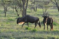 Rift Valley - Der große Graben – Gnus, Serengeti.