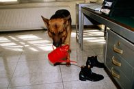 Kommissar Rex – Rex gießt die Schuhe von Böck - warum bloß?; Rex gießt die Schuhe von Böck - warum bloß?