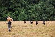 Säugetiere – Kameramann Tom Ross folgt einer Gruppe Schimpansen in Gabun aus sicherer Entfernung und kann die Tiere dank seiner Ausrüstung auch während er läuft aufnehmen.