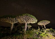 Universum: Das Rote Meer - Im Zaubergarten der Evolution – Sokotra, Drachenblutbäume.