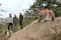 Elstners Reisen – Zusammen mit Ole Anders kamen Frank Elstner und Matthias Reinschmidt den Luchsen im Harz viel näher als sie jemals gedacht hätten…