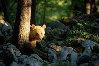 Expeditionen: Die Rückkehr der Bären – Braunbär in Slowenien