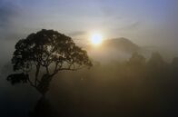 Paradiese aus Menschenhand – Der Regenwald Borneos ist ein Hotspot der biologischen Vielfalt: Hier leben geschätzt 15.000 Pflanzenarten.
