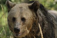 Alaskas tödlichste Jäger – A bear forages in forest.