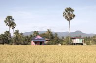 Stadt Land Kunst – Kambodscha hat eine sehr erdverbundene und ernteorientierte Kultur. Auch heute noch ist die Landwirtschaft eine der Säulen der kambodschanischen Wirtschaft.