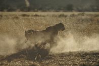 One Strange Rock – Der junge Gepard muss noch lernen, wie man richtig jagd