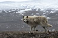Polarwölfe – Eine Wölfin kehrt zu ihrem Bau zurück.