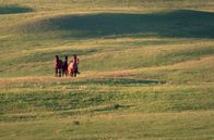 Naturerbe Kanada – Die kanadische Prärie ist bekannt für ihre Pferdezucht und die Tradition des Ranching. Pferde spielen eine wichtige Rolle in der Viehwirtschaft und im kulturellen Erbe der Region.
