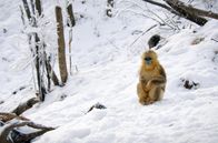 Wilde Tierreiche – Ein Goldstumpfnasenmännchen wurde von anderen Männchen verstoßen und riskiert deshalb zu erfrieren.
