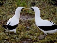 Wildes Hawaii – Küssende Tölpel auf der Seeschwalbeninsel.