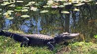 mareTV – Alligatoren überall: „Gators“ heißen sie im lässigen Südstaatenjargon. Aber selbst die Alligatoren haben inzwischen einen Feind: Die burmesische Tigerpython. Weitere Fotos erhalten Sie auf Anfrage.