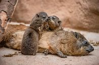 Zoo und so - Tierisch wild! – Klippschliefer-Familie.