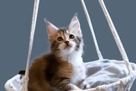 Einstein – Babykatze in einer Schaukel