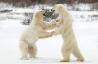 Die Reise der Eisbären – Zwei Eisbären spielen einen Kampf. Die im Schnee kämpfenden Eisbären haben sich auf die Hinterbeine gestellt.