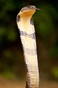 Wildes Überleben – Agumbe Königskobra