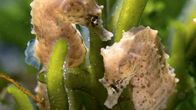Planet der Liebe – Seepferdchen nähern sich eher vorsichtig aneinander an.