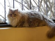 Der Katzenflüsterer – Buzz sitting in a window.