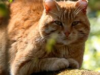 Tierische Freaks – Just like humans some species have an appetite for psychoactive chemicals. Take domestic cats, they're normally serene and reserved, but when they lick catnip as many as 70% of cats act like they've had one too many."