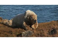 Top Shots – Top Shots Drei Tierfotografen auf Bilderjagd - Tolle Bilder und Gefahren Staffel 1, Episode 2 Eisbär in der Arktis
