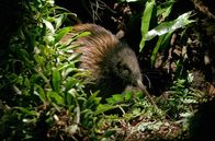 Wunder des Pazifiks – Juvenile Kiwi, Apteryx mantelli sleeping.